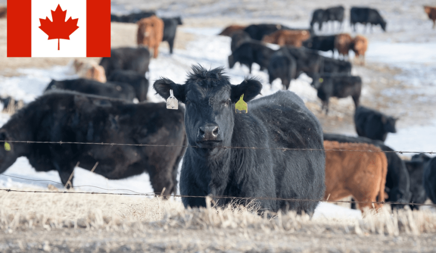 Canadian beef industry celebrates Indonesia trade deal