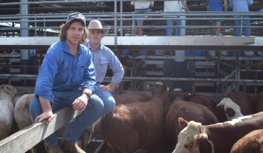 Optimism at Dalby Saleyards with strong start to the year