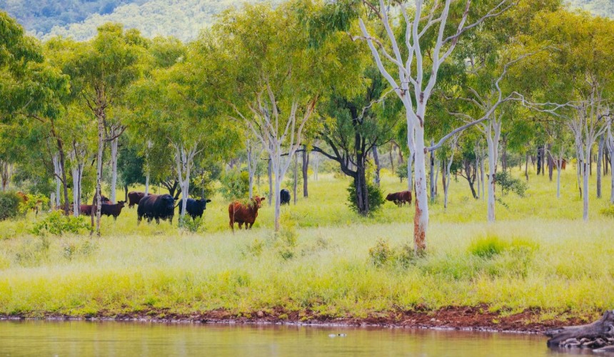Cattle Australia webinar focuses on land management commitments