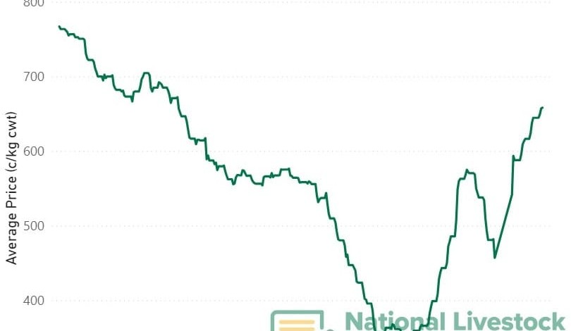 Resurgent EYCI pushes through 650c/kg