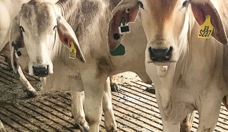 Smart tags aid in BIN Project steers used for grazing feed efficiency research