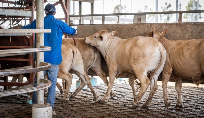 Industry shift: Top Australian feedlots embrace YoungStar mats