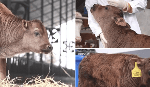 Chinese scientists clone endangered local cattle species