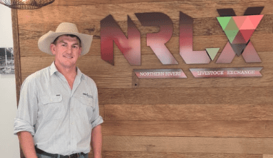 Casino saleyards back in action from Friday