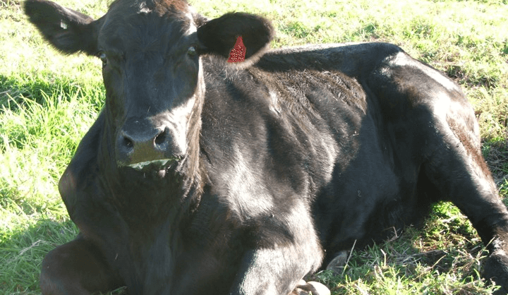 NSW LLS urges vigilance for Three Day Sickness