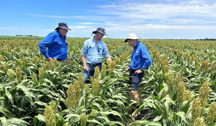 Feedgrain Focus: Dead quiet as values soften