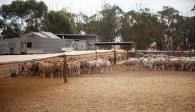 Caring for stock in challenging weather conditions