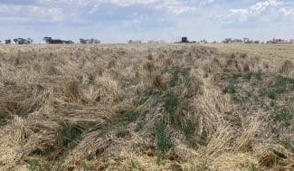 Feedgrain Focus: Red Sea troubles set south’s firmer tone