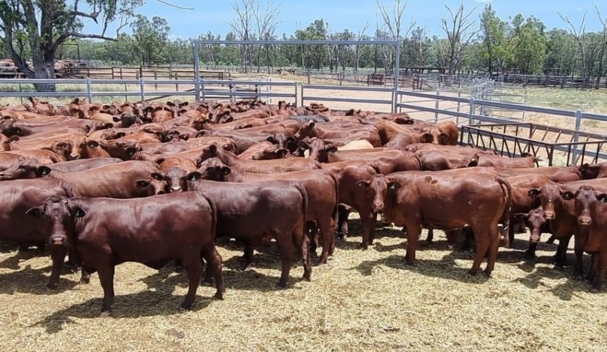 Online offering surges to 17,000 head, as young cattle values continue to advance