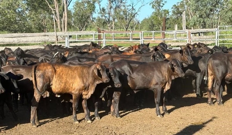 Steers steady to firmer in 18,343 head AuctionsPlus offering
