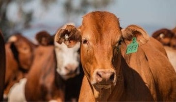 Improving soil carbon potential through healthy soils