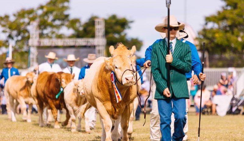 Final Beef 2024 stud numbers swell to 2024 head