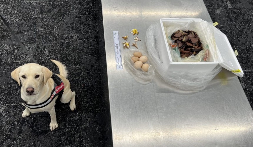 Detector dog sniffs out high-risk meat stash at Adelaide Airport