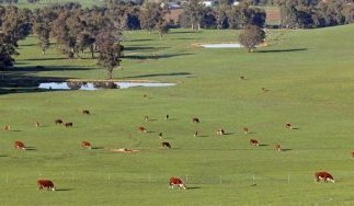 $6.5m project hoping to improve on-farm forecasting using AI