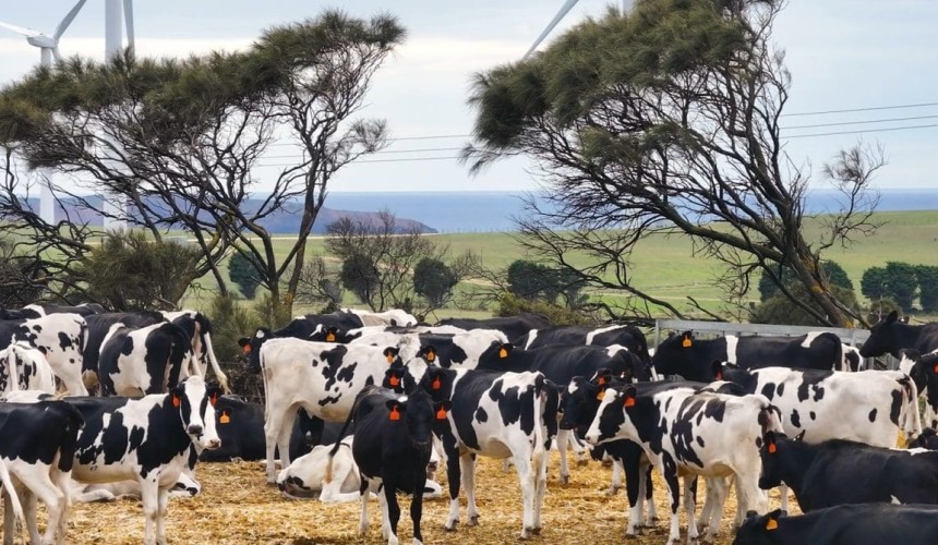 Weekly genetics review: Beef over dairy offers opportunities, but be aware of the strings attached