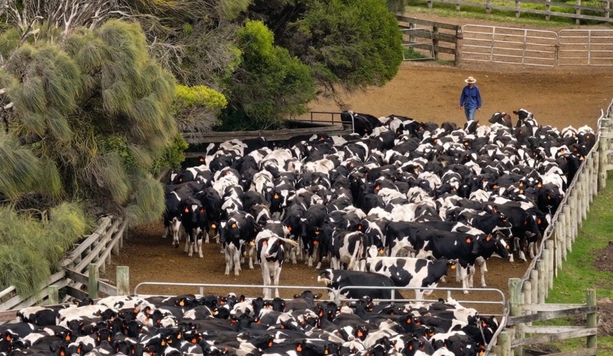 Live export market: January surge to China masks tough trading conditions