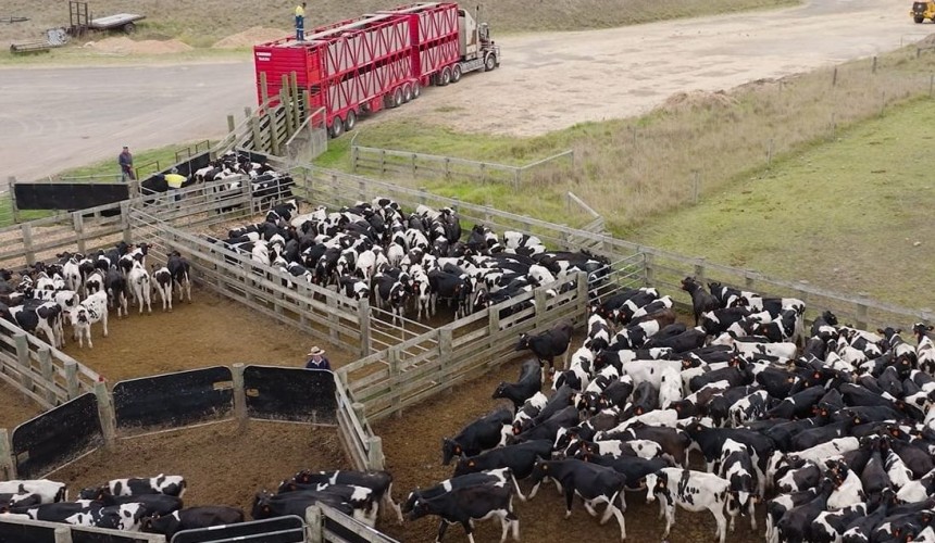 Australian exporters join forces to supply dairy cattle for Indonesia’s free milk program