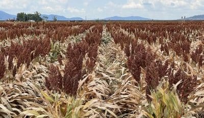 Feedgrain Focus: Prices soften amid thin export demand
