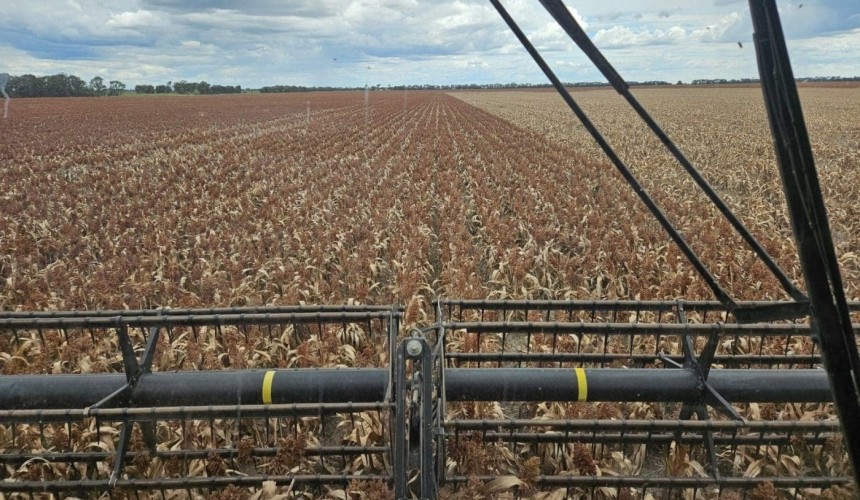 Feedgrain Focus: Prices ease despite FAW threat