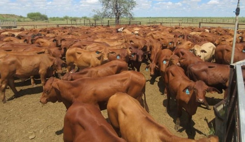 Lighter steers and heifers lose ground in smaller 16,700 head online offering