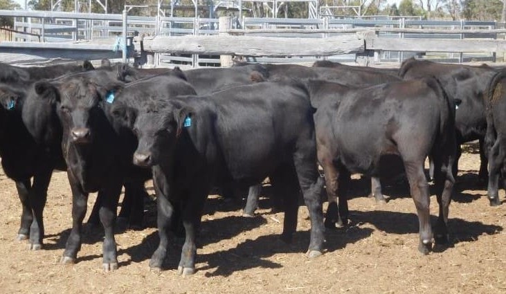 Clearance sinks to just 36pc in tough trading week on AuctionsPlus       