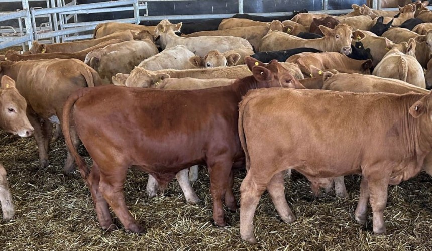 Steer and heifer categories show improvement, in smaller online offering