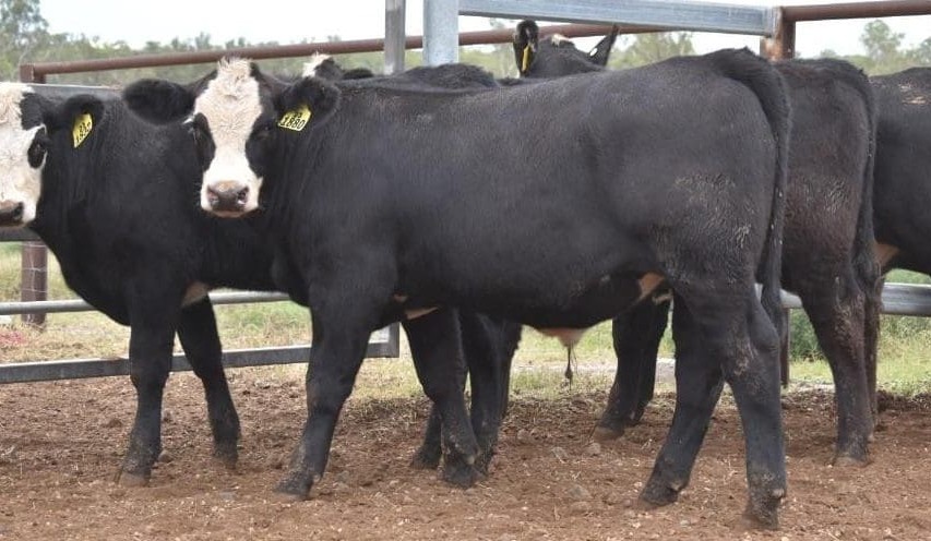 Heavier steers and heifers ease in value in 17,200 head online offering