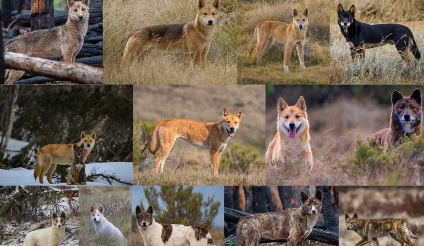 Fears of wild dog spread with dingo order change