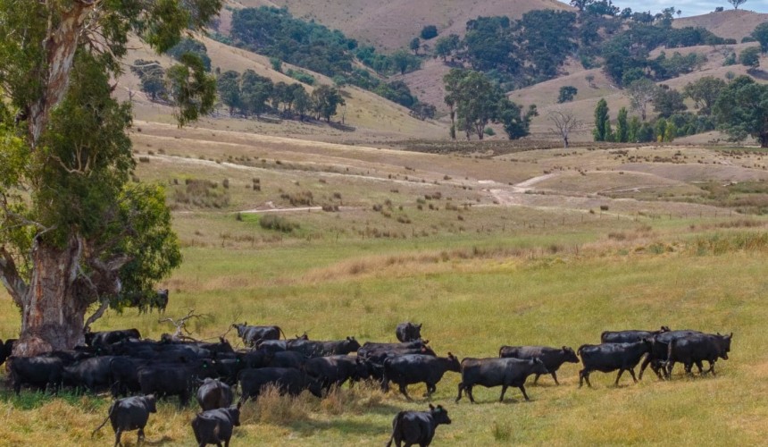 Recent property listings – SA, NSW, VIC