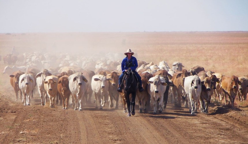 Can mRNA vaccines help boost livestock production?