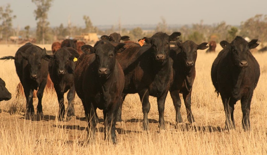 Angus takes a deep deep dive into Northern Australia at Beef 2024