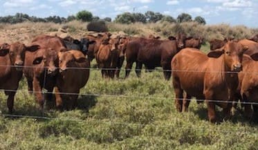 Recent property listings – Queensland