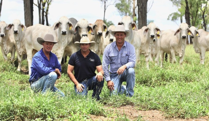NCC Brahman stud herd changes hands in major pre-auction dispersal deal