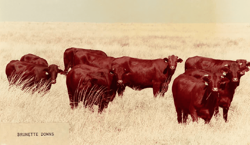 AA Co 200 years: Santa Gertrudis dominate for three decades