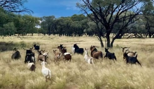 High supply still the dominating factor of goat markets