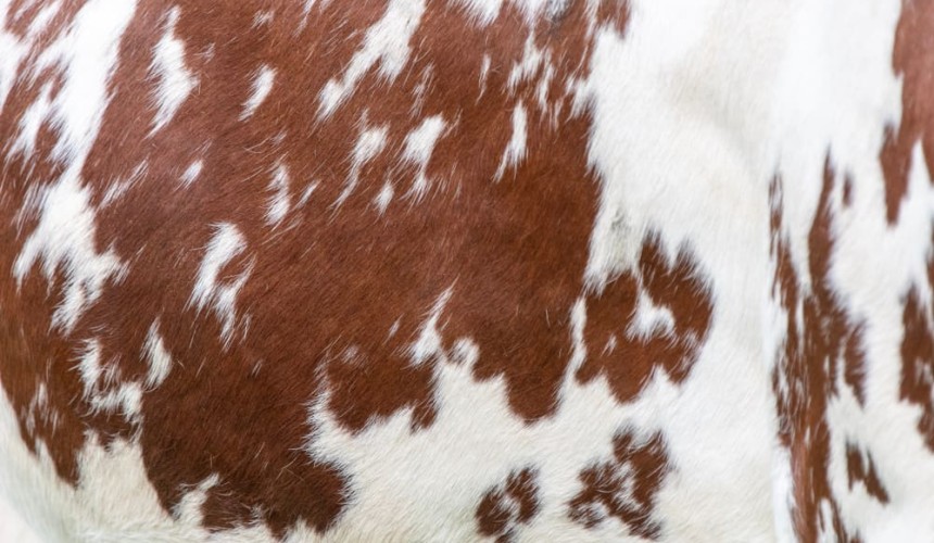 Researchers create lithium batteries with cow hair