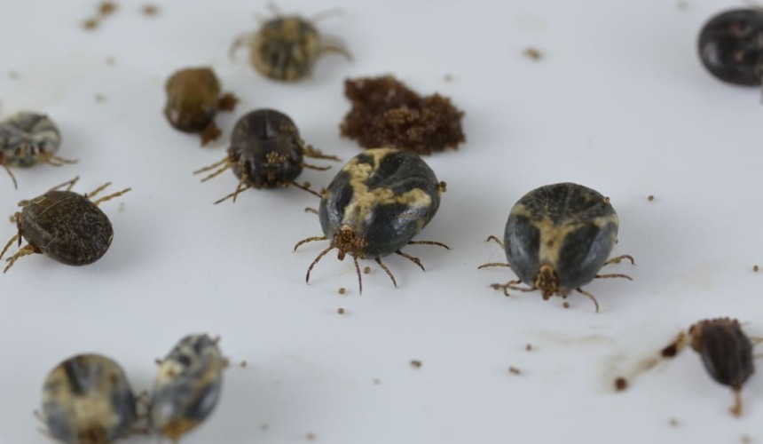 New research into selective pesticides for ticks