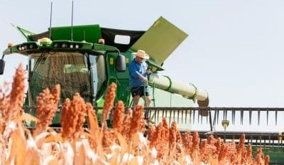 Feedgrain Focus: Wheat, sorghum firm amid thin trade