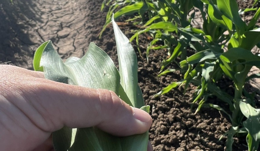 Feedgrain Focus: Prices plumb new lows