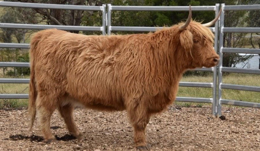 Online numbers fall 27pc, as heifer values erode