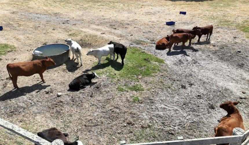 Study takes sky-high approach to animal welfare in WA