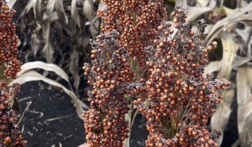 Rain devastates Downs sorghum in harvest window