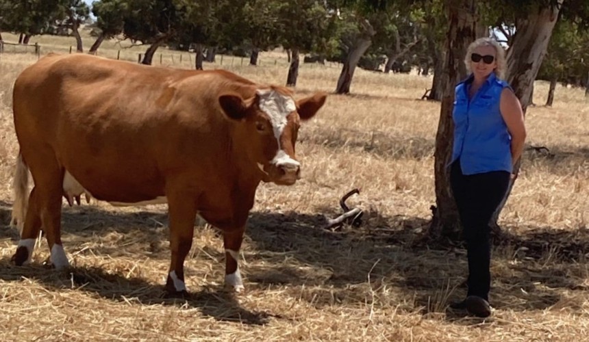 2600km trek to Beef 2024 for intrepid SA Simmental breeders