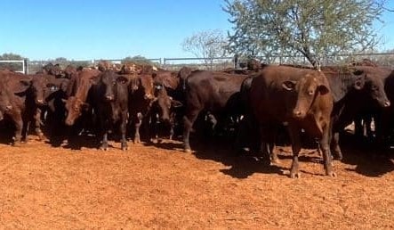 Creative, buyer-friendly marketing strategy for Central Australian pastoral identity’s steer and heifer turnoff