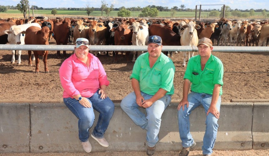 Central Queensland feedlot taking sorghum to the next level