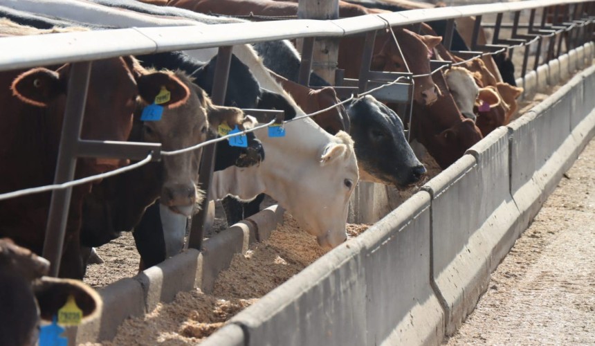 Feeder cattle market: Numbers right back with channel country in flood