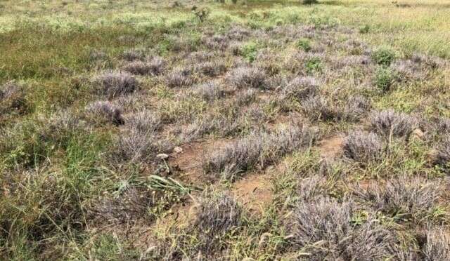 Boonah field day will share research into grasses’ tolerance to pasture dieback