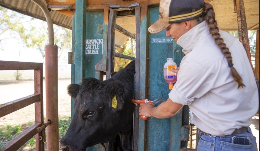 Beef 2024: Calculator gives producers clear answers on Pestivirus impacts