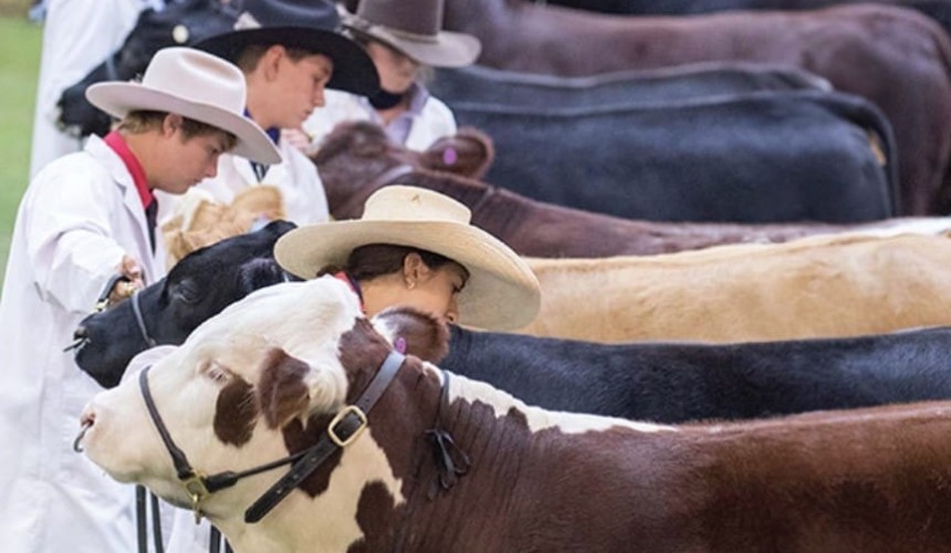 Weekly genetics review: Lifting lean meat yield – what can we learn from Sydney Show led steers