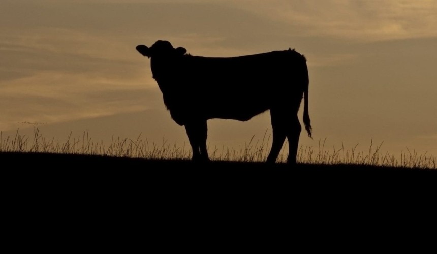 Industry “still in dark” on biosecurity protection levy